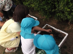 田植え　2015　4.JPG